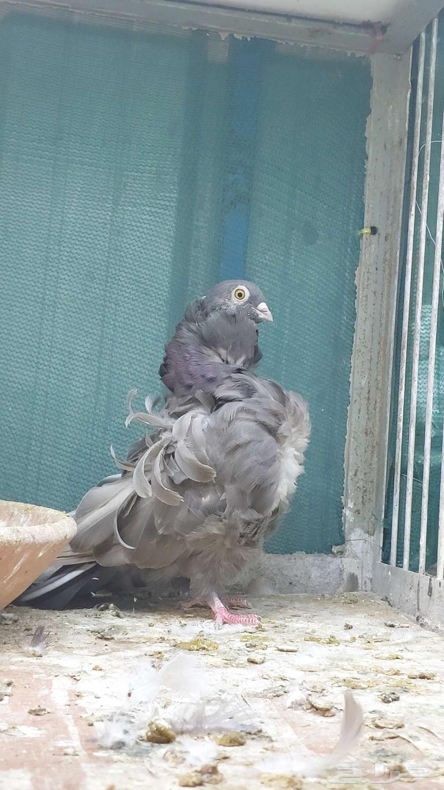 للبيع زوج كشكش تم البيييع64514114141187112