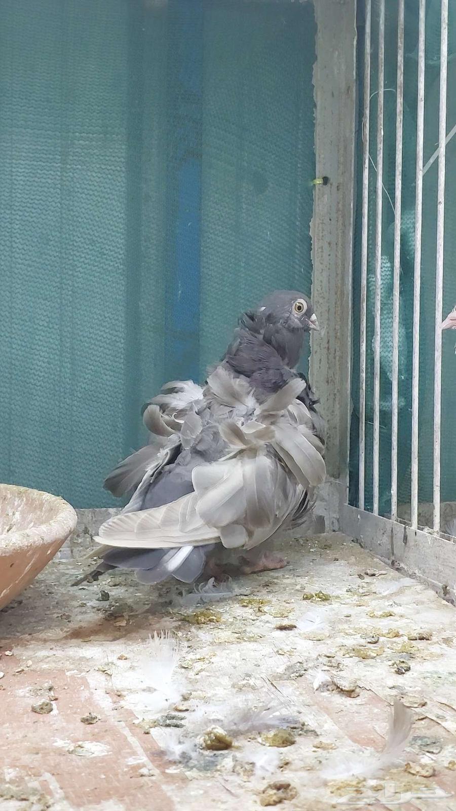 للبيع زوج كشكش تم البيييع64514114141187114