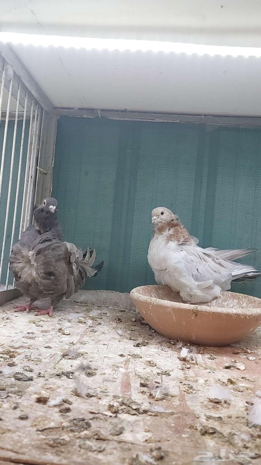 للبيع زوج كشكش تم البيييع64514114141187111