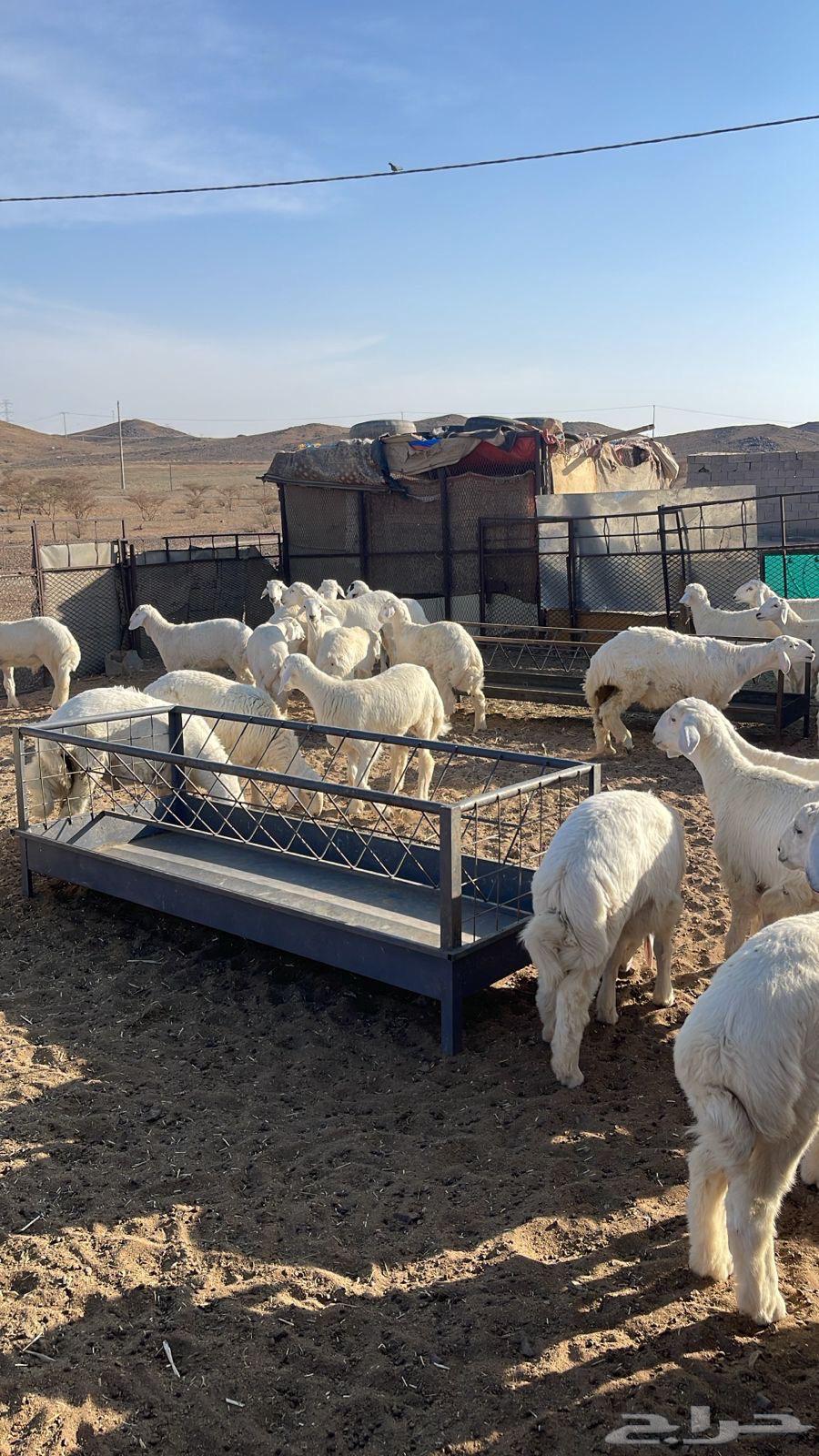 طليان عددها 45 للبيع64516003115779110