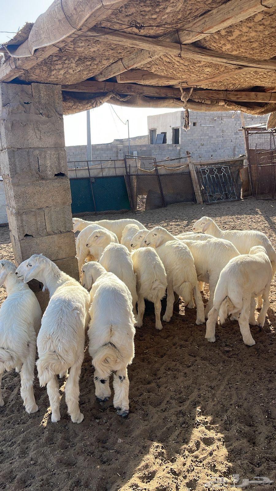 طليان عددها 45 للبيع64516003115779111