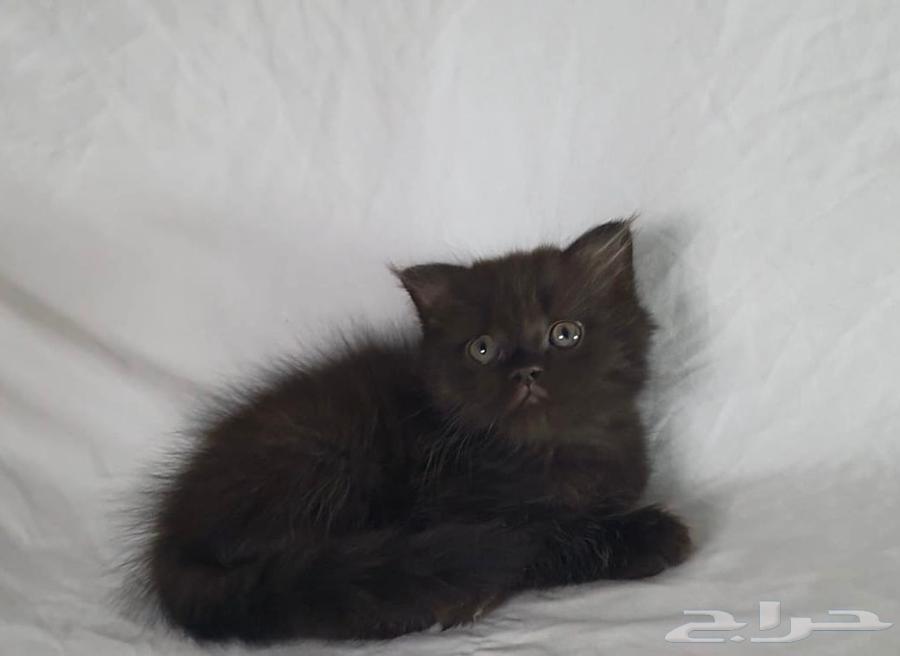 للبيع سكوتش64519073816194112