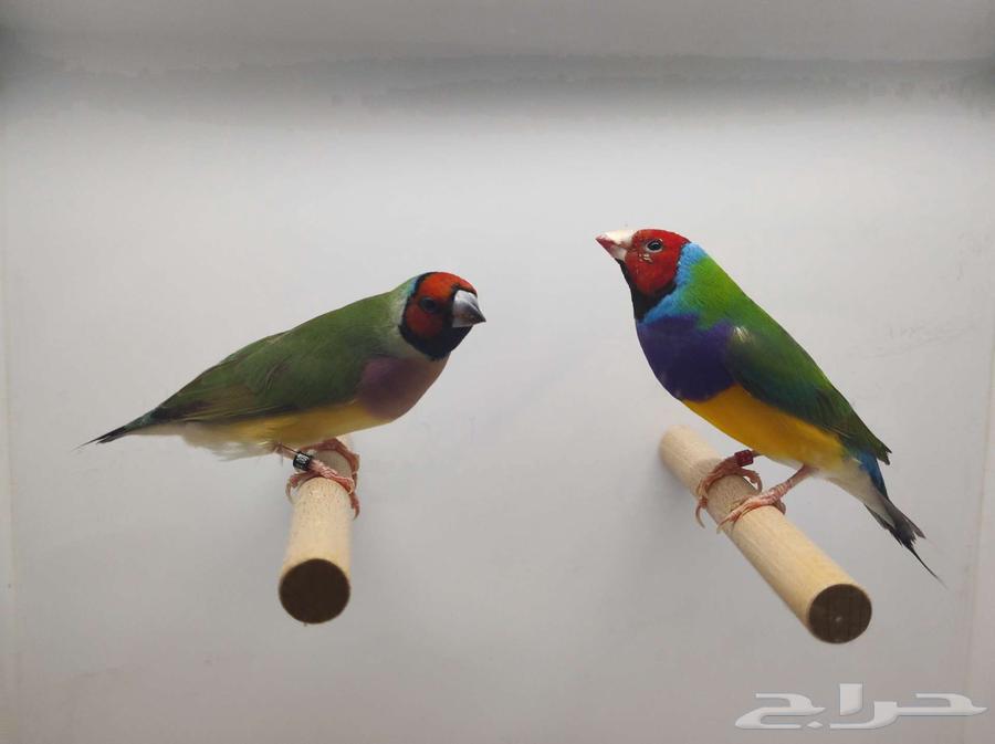 قولدين فينش64512553074305110