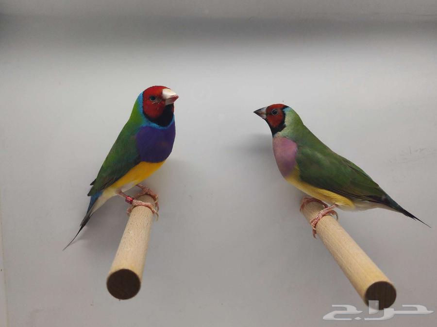 قولدين فينش64512553074305111