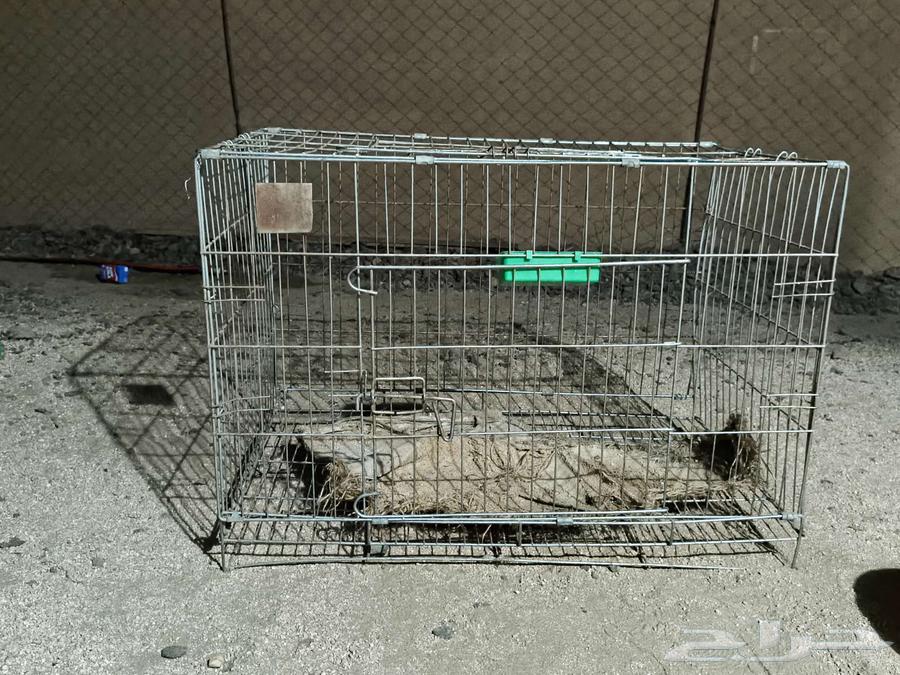 Cages64517262336641111