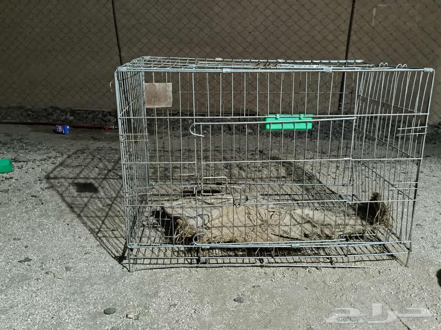 Cages64517262336641110