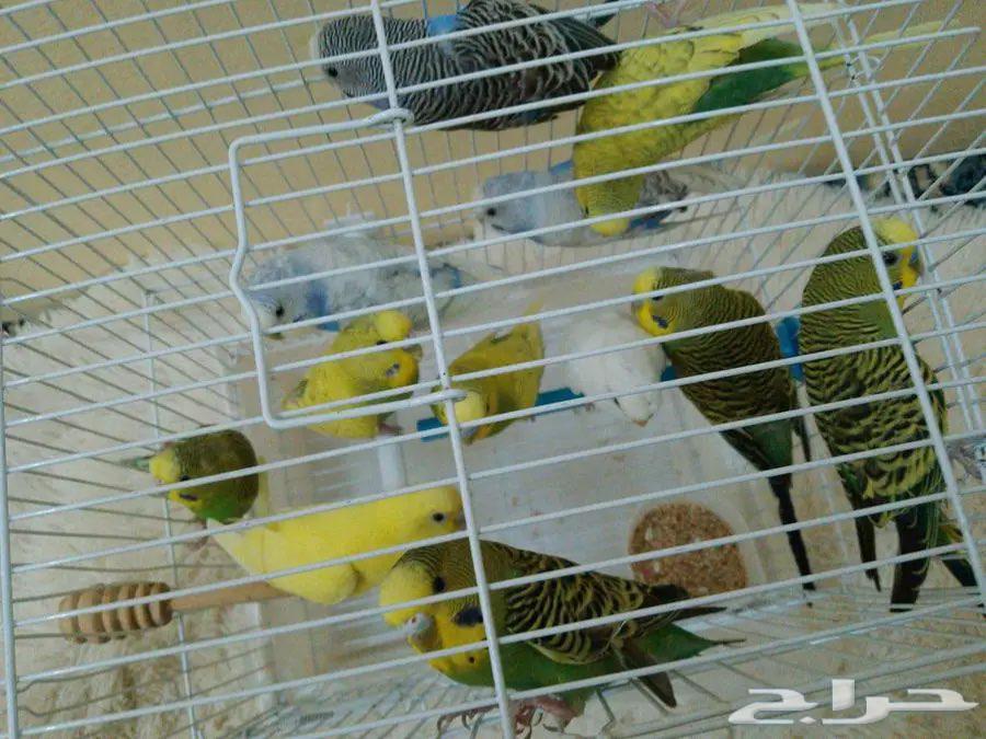 طيور البادجي جاهزه للانتاج64426928711553112