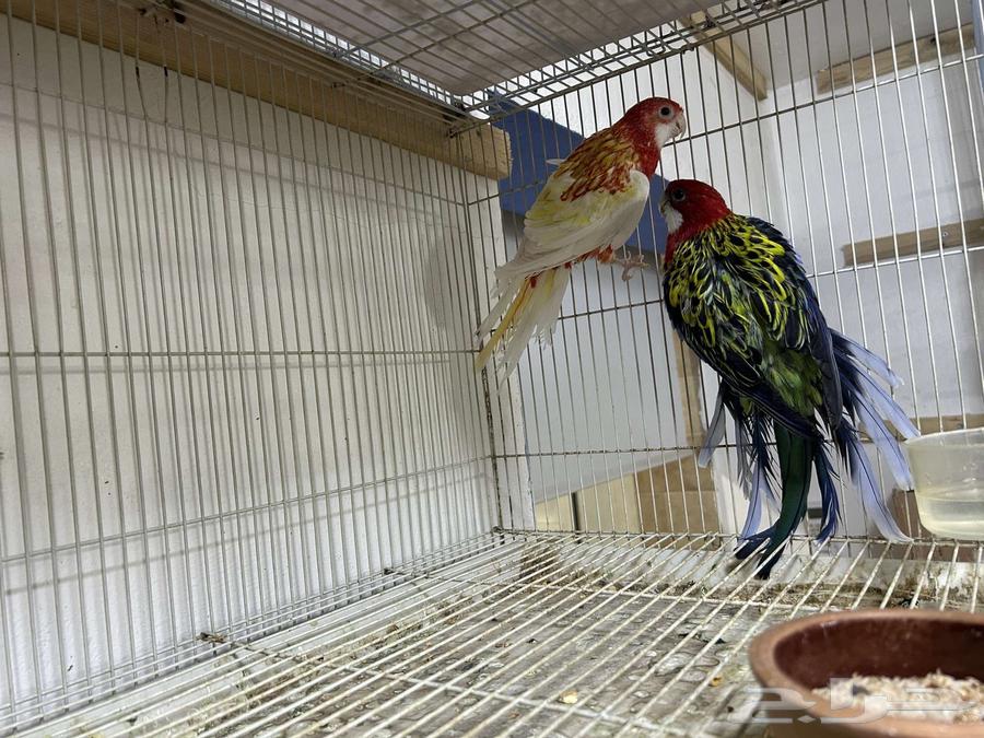 جوز روزيلا منتج و حالين يجهز بطن جديد64513527346561110