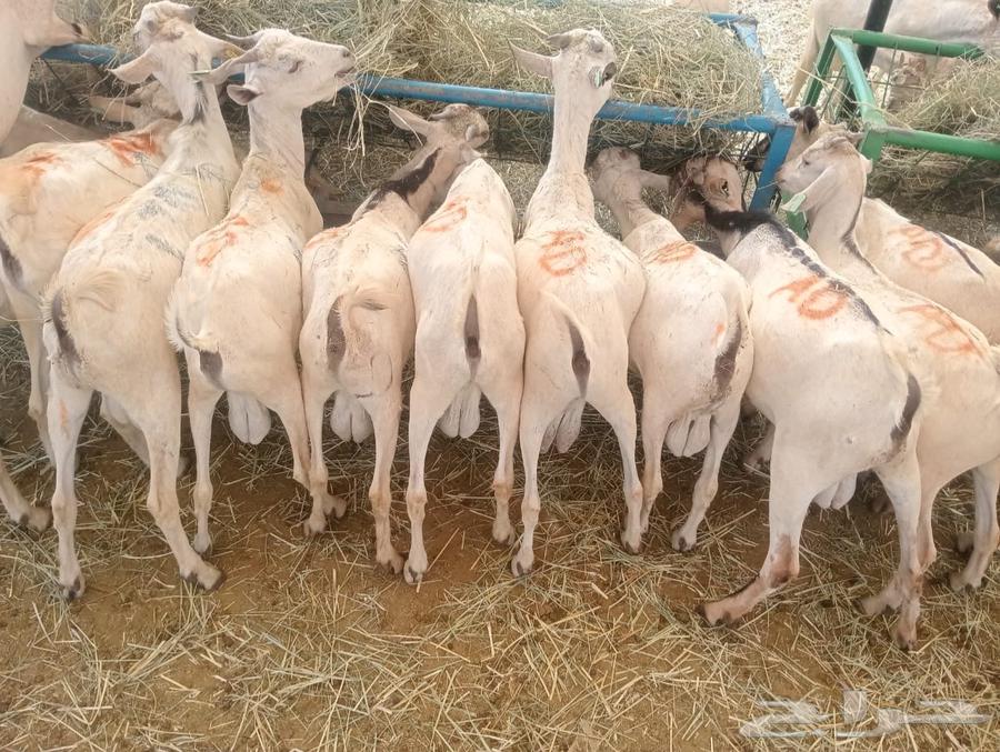 تيوس مستورده للبيع جمله وتفريد64512134453890110