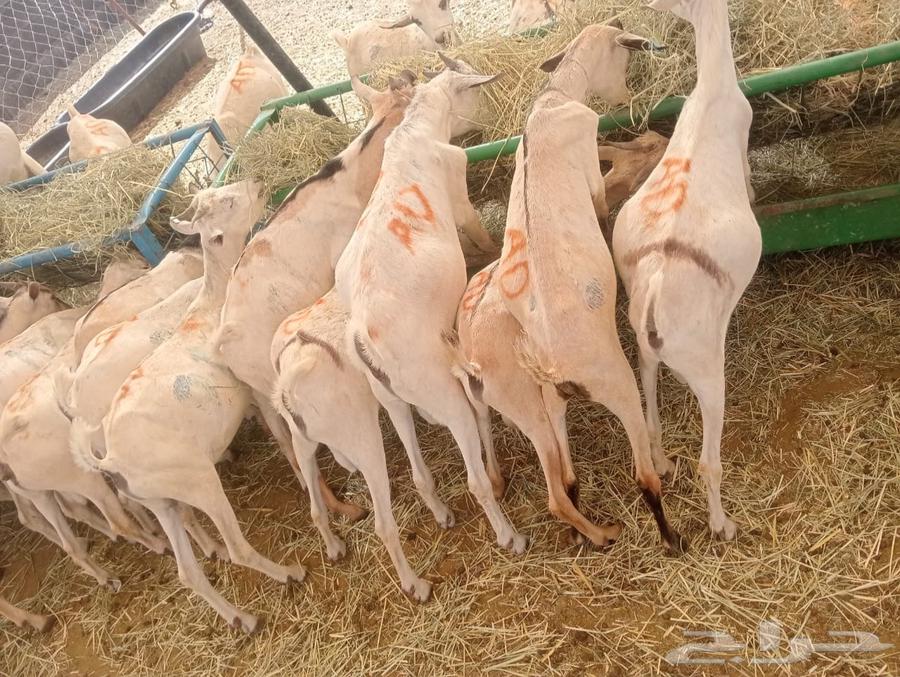 تيوس مستورده للبيع جمله وتفريد64512134453890111