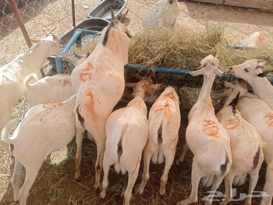 تيوس مستورده للبيع جمله وتفريد64512134453890113