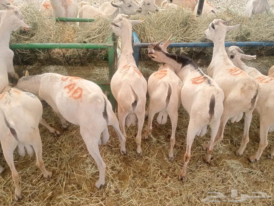 تيوس مستورده للبيع جمله وتفريد64512134453890112