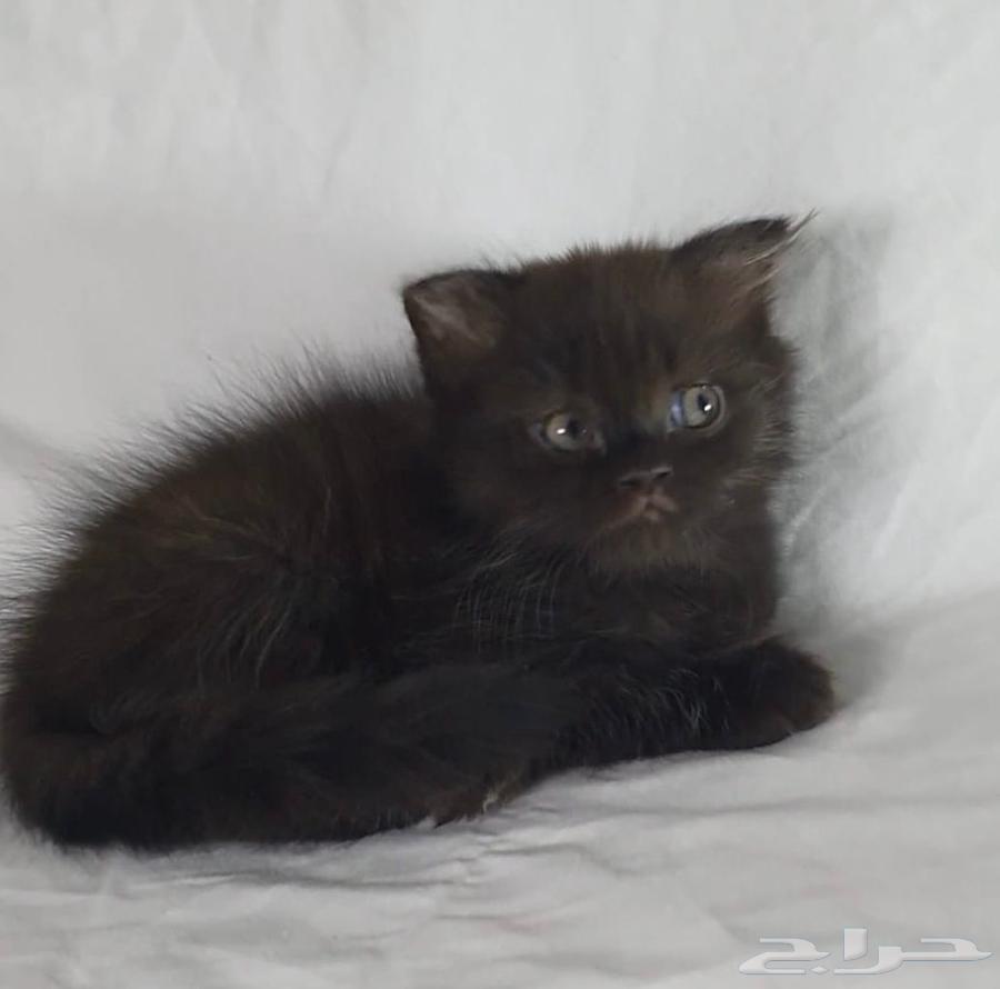 للبيع سكوتش64519073816194110