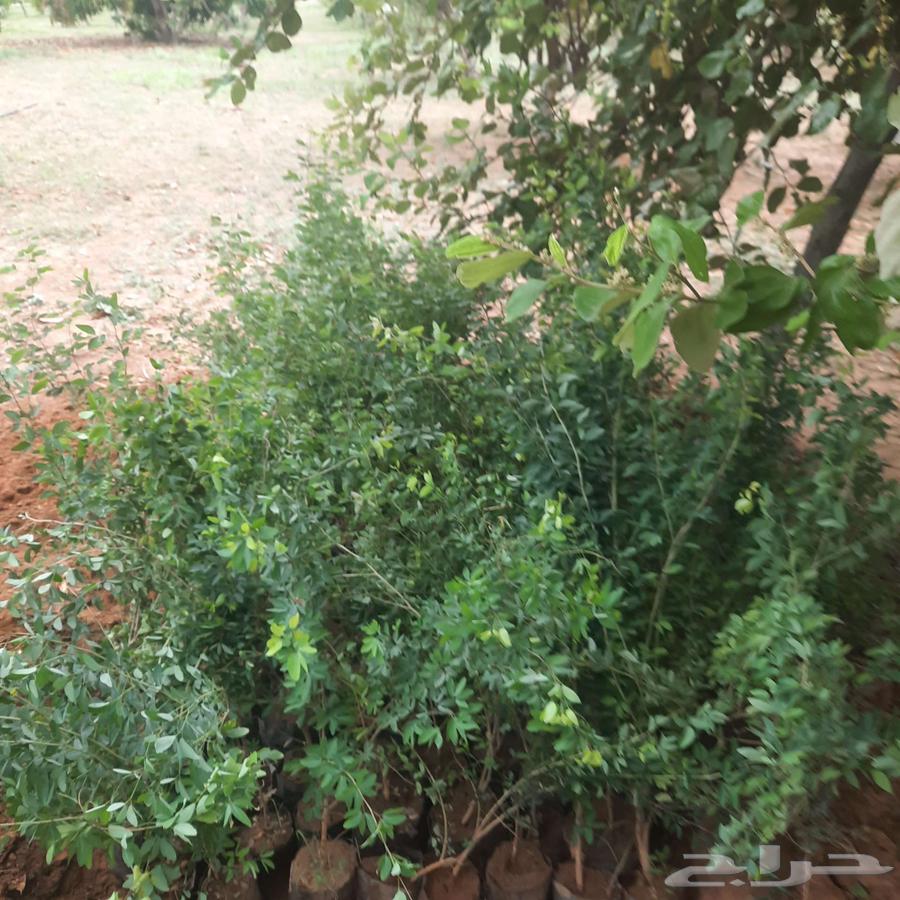 شتلات لوز للبيع64512175950595110
