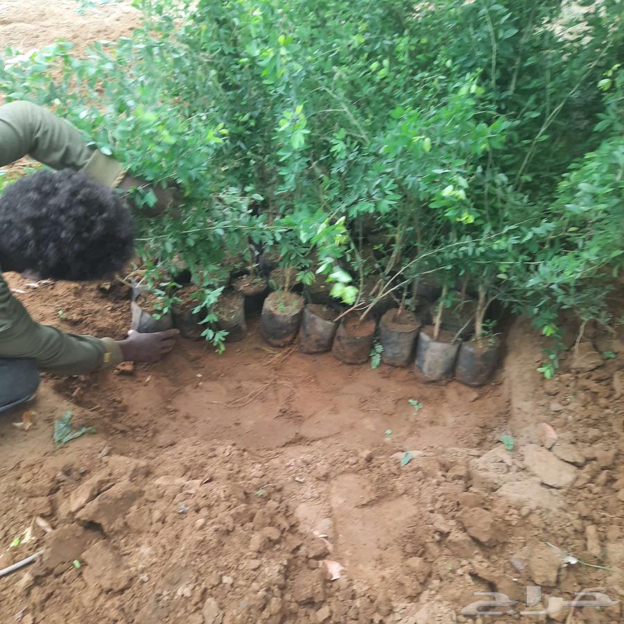 شتلات لوز للبيع64512175950595111