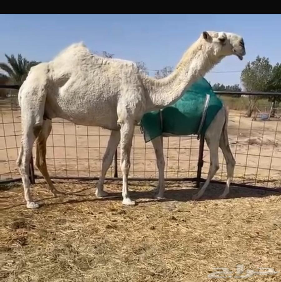 قعود حق للبيع على البعير الشيك بعير الحريص64517789686403110