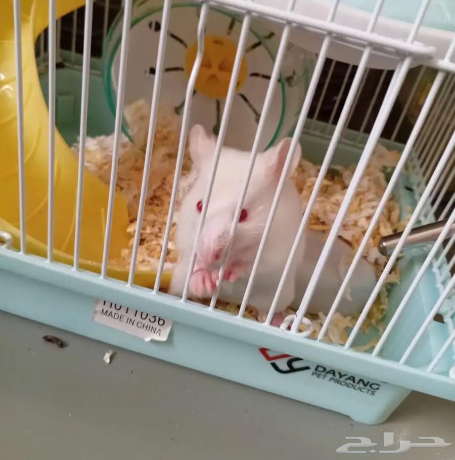 هامستر للبيع مع قفص و بدون64524946737283110