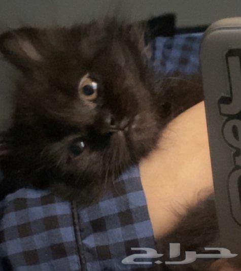 قطط للبيع64526731546755111