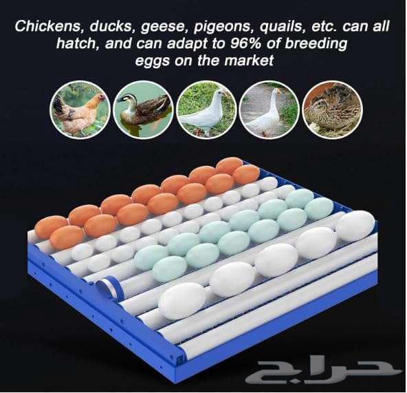 SOFAB 340-Egg Poultry Incubator Machine64520600102915112