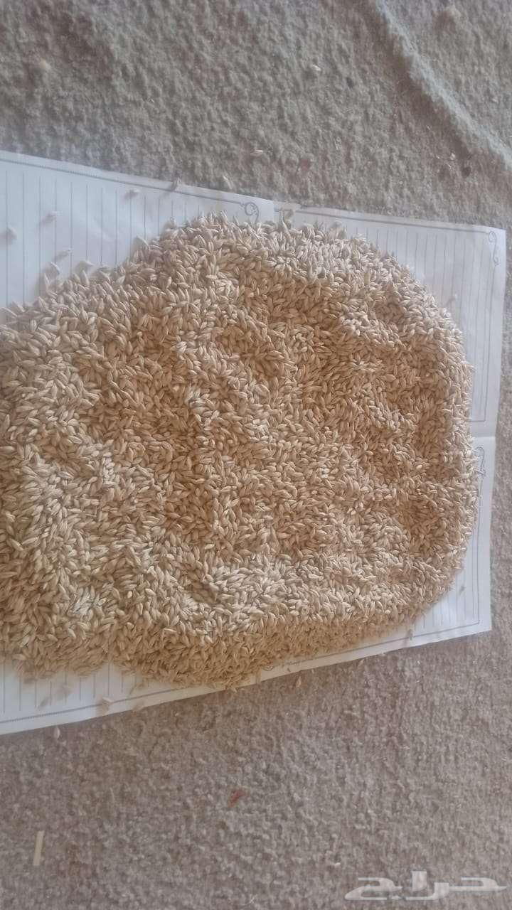 Second Generation Six-Row Barley Seeds64512566774530110