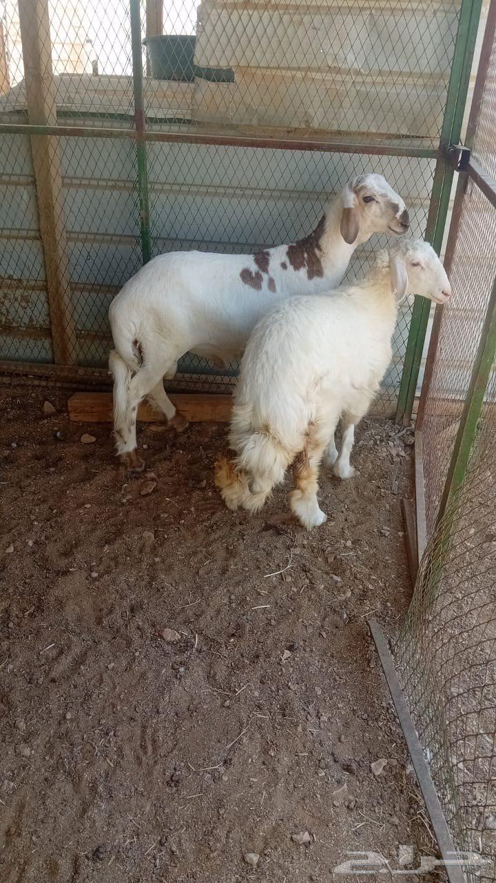 طليان حرية للبيع64521097480834110