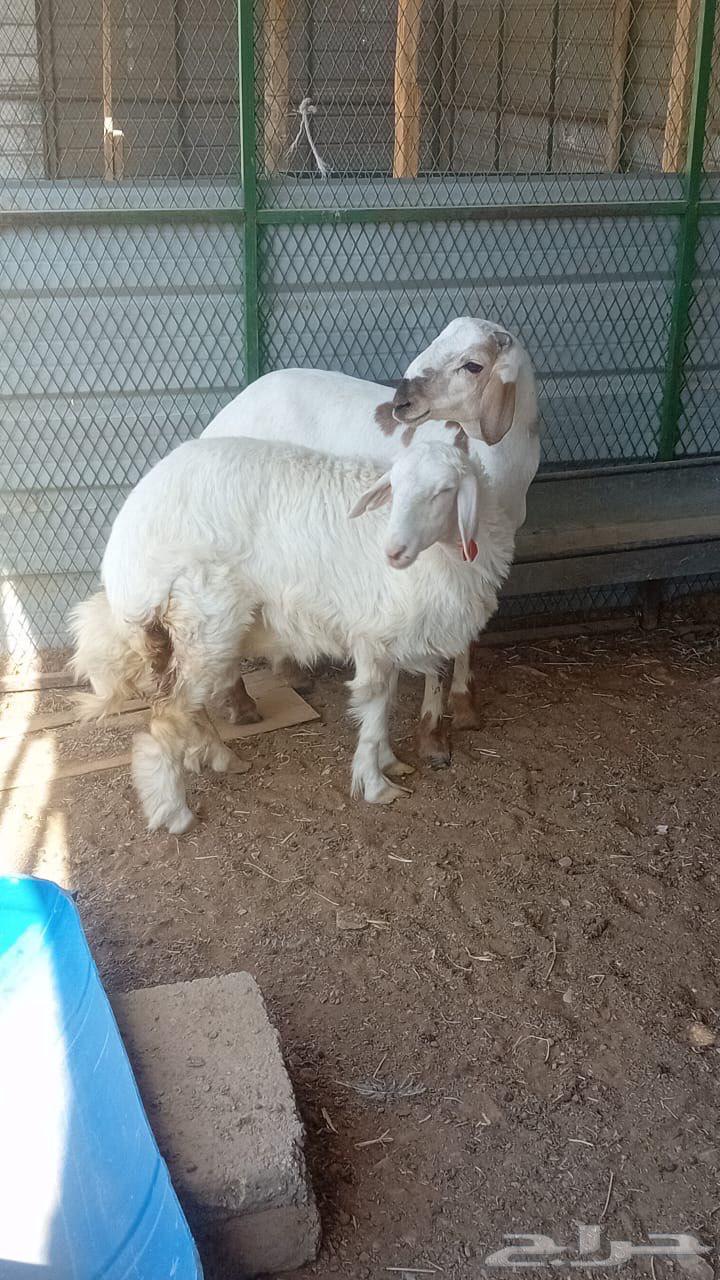 طليان حرية للبيع64521097480834111