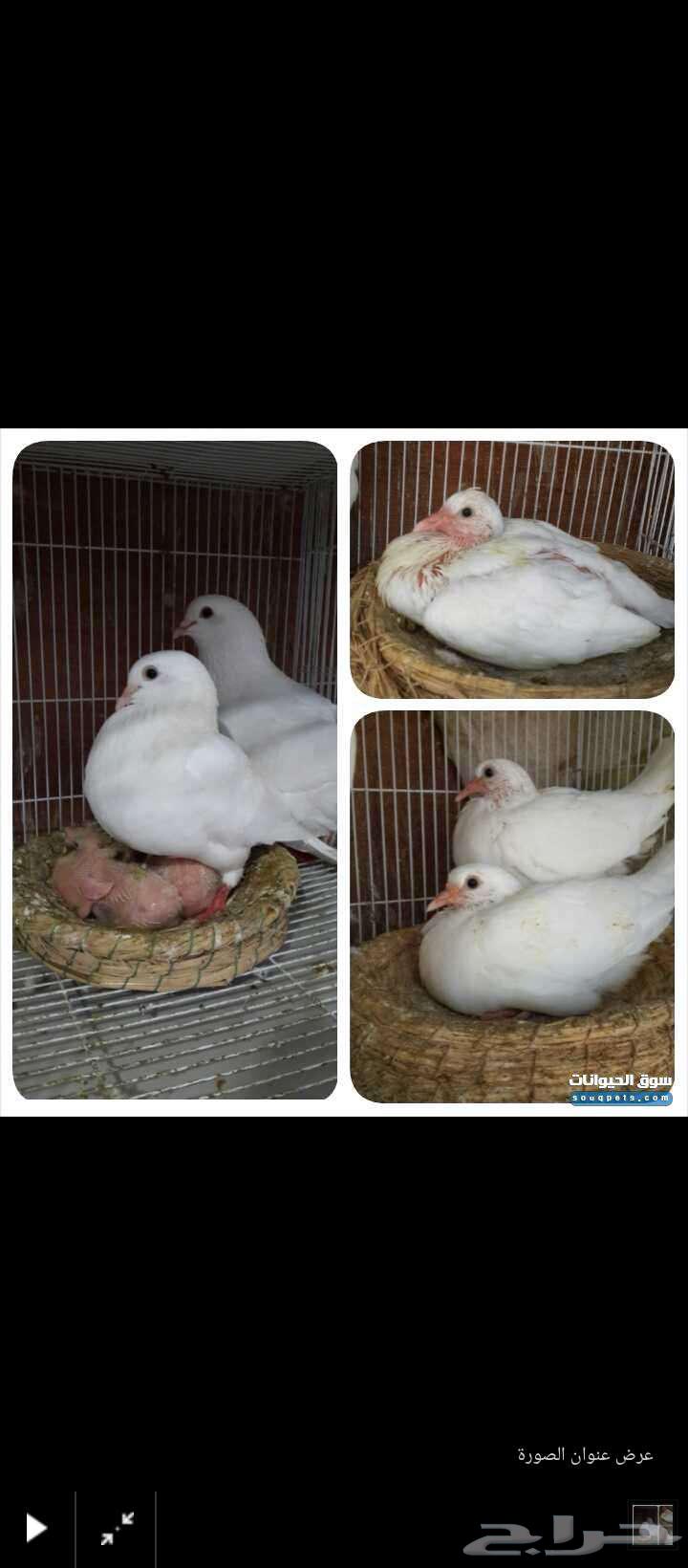 زغالين حمام فرنسي سوبر64519793919874110