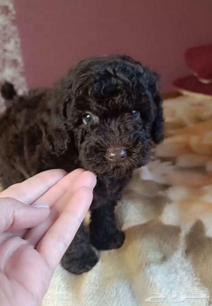 جراوي توي بودل مستوردين من روسيا64519723319298113