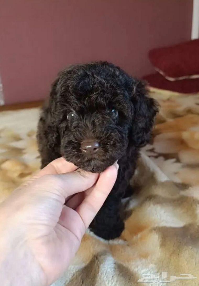 جراوي توي بودل مستوردين من روسيا64519723319298110