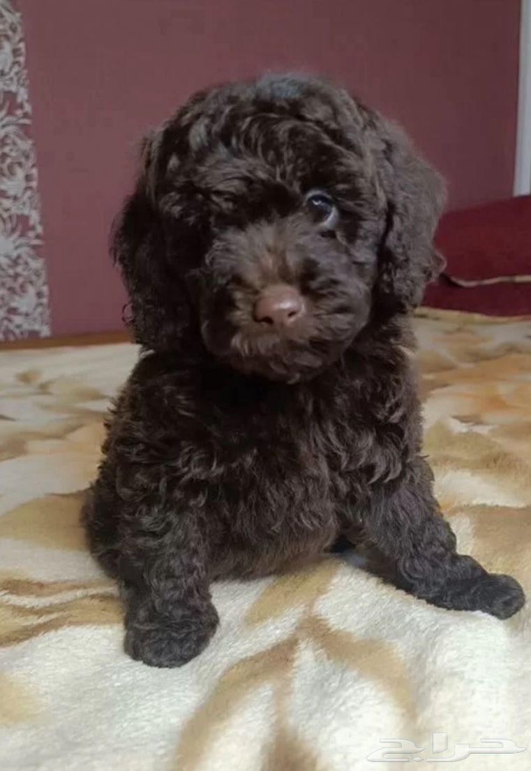 جراوي توي بودل مستوردين من روسيا64519723319298111