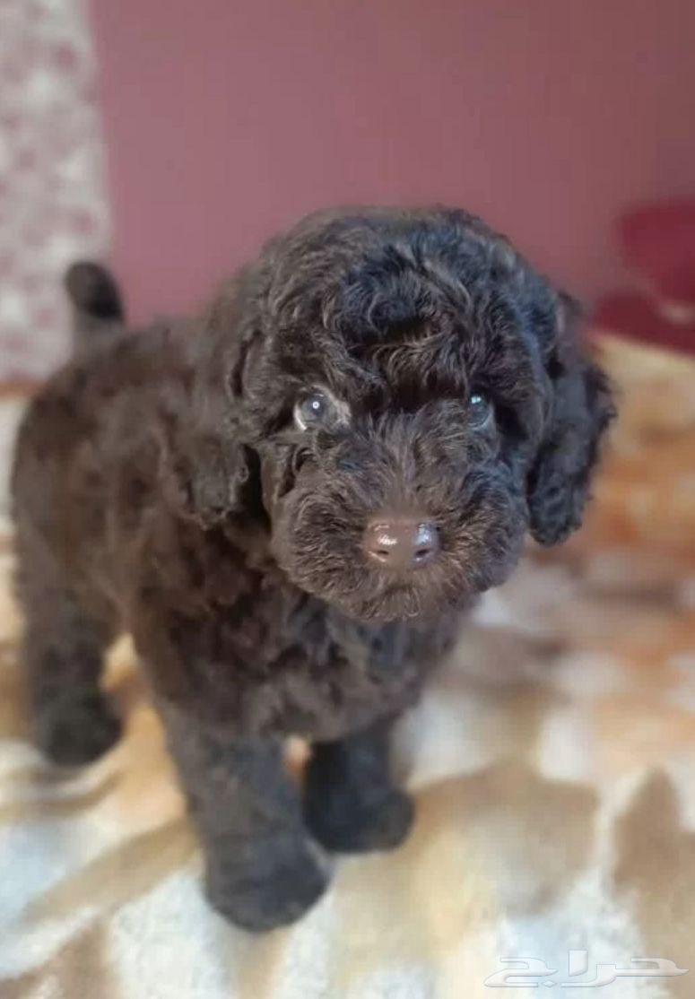 جراوي توي بودل مستوردين من روسيا64519723319298112