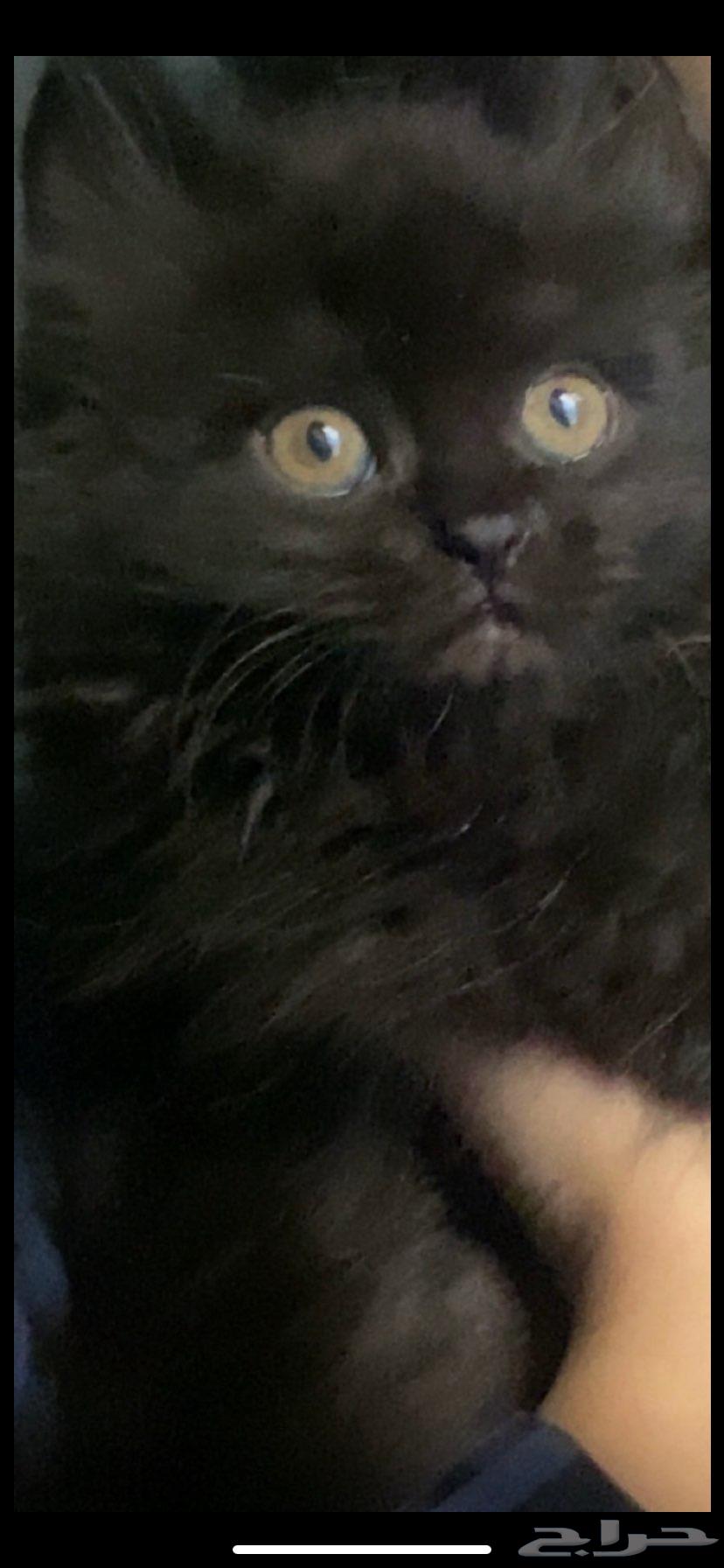 قطط للبيع64526731546755110