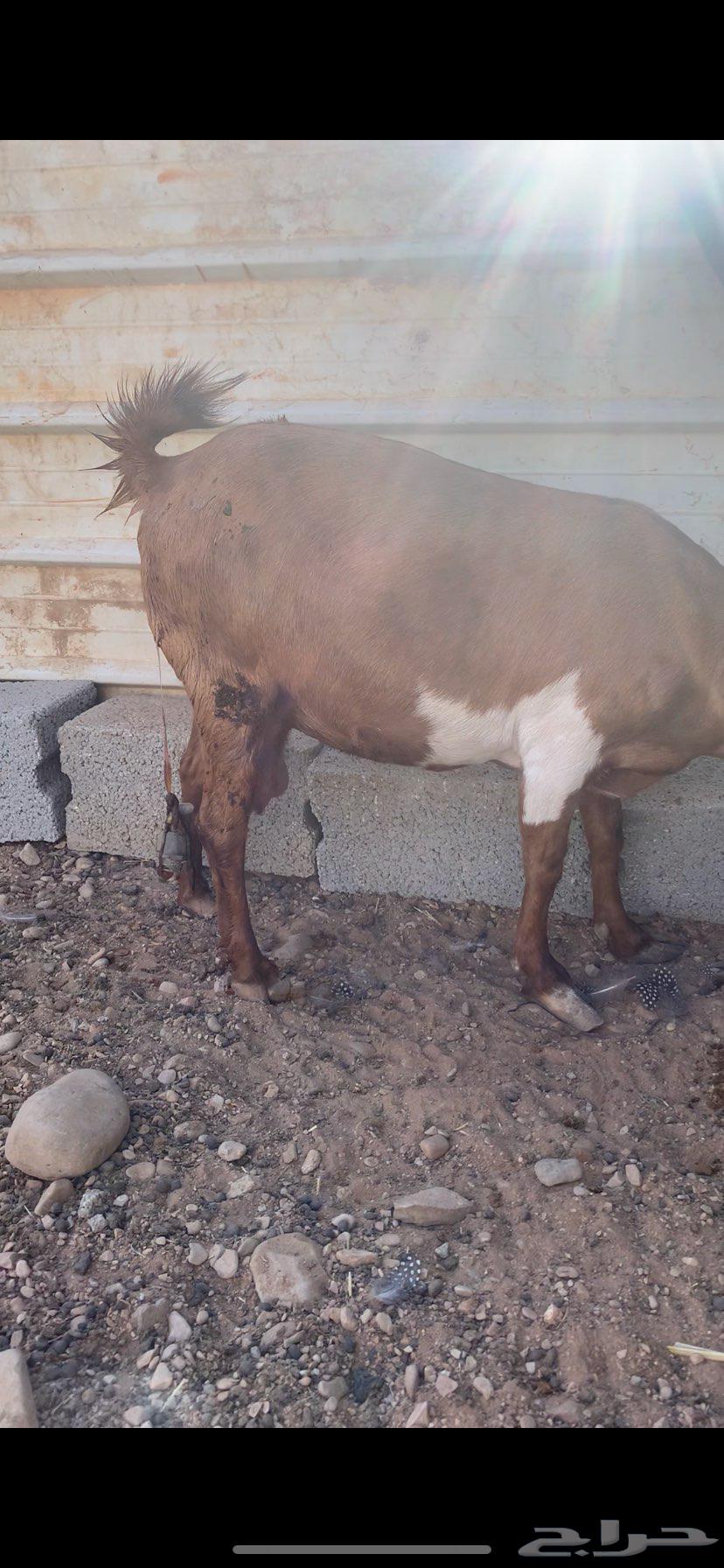 معزا عمانيه متابيع. جروم فاخره.64526703509889111