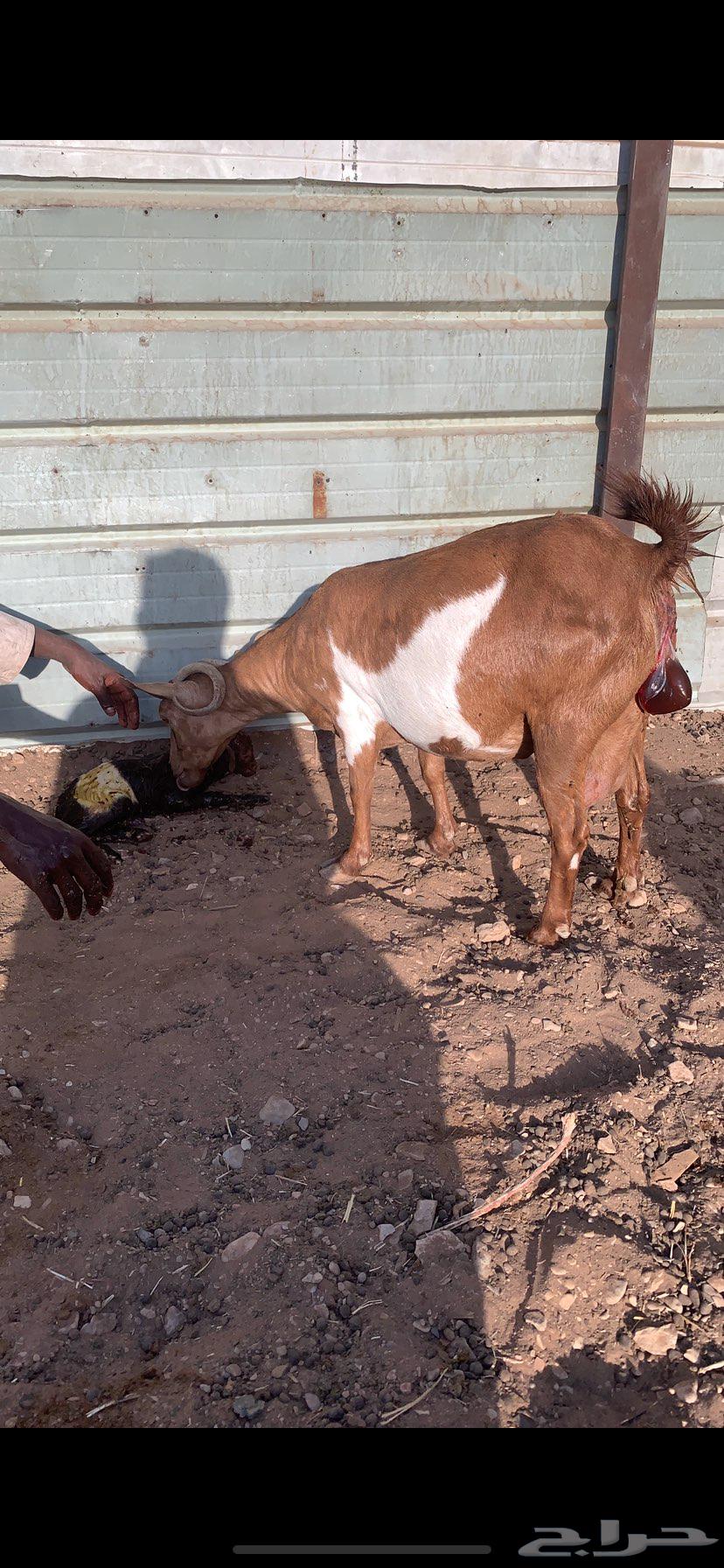 معزا عمانيه متابيع. جروم فاخره.64526703509889110