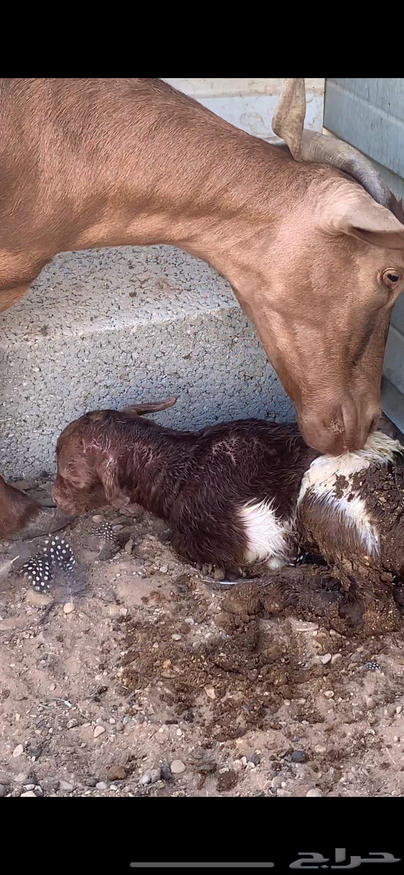 معزا عمانيه متابيع. جروم فاخره.64526703509889113