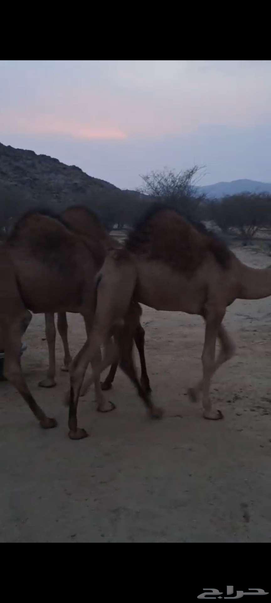 قعدان حشو سواحل سمان تم البيع64521111848321111