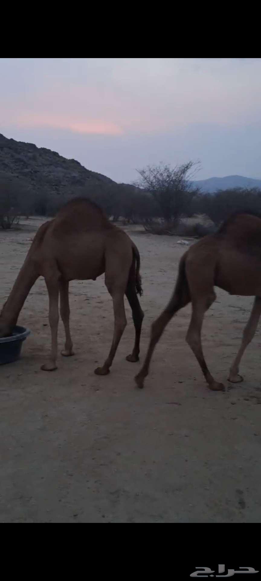 قعدان حشو سواحل سمان تم البيع64521111848321112