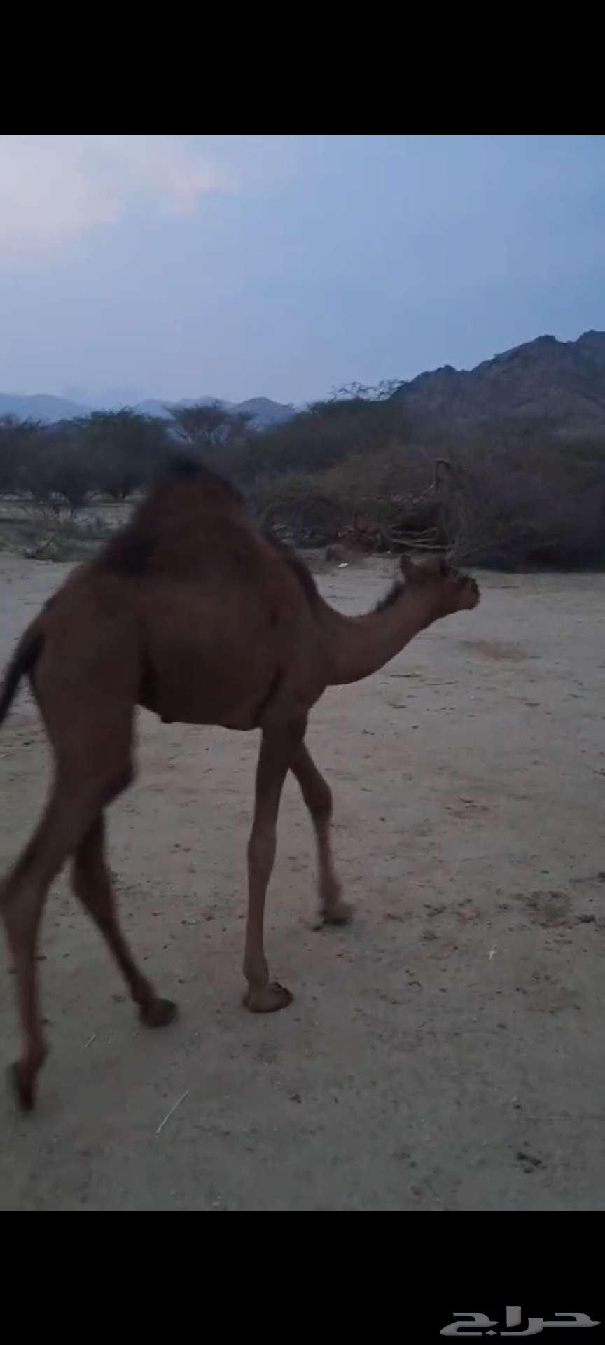 قعدان حشو سواحل سمان تم البيع64521111848321113