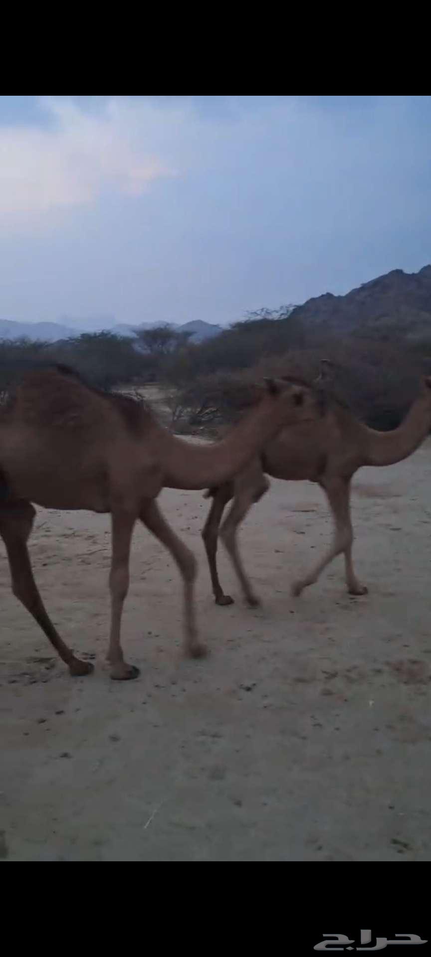 قعدان حشو سواحل سمان تم البيع64521111848321114