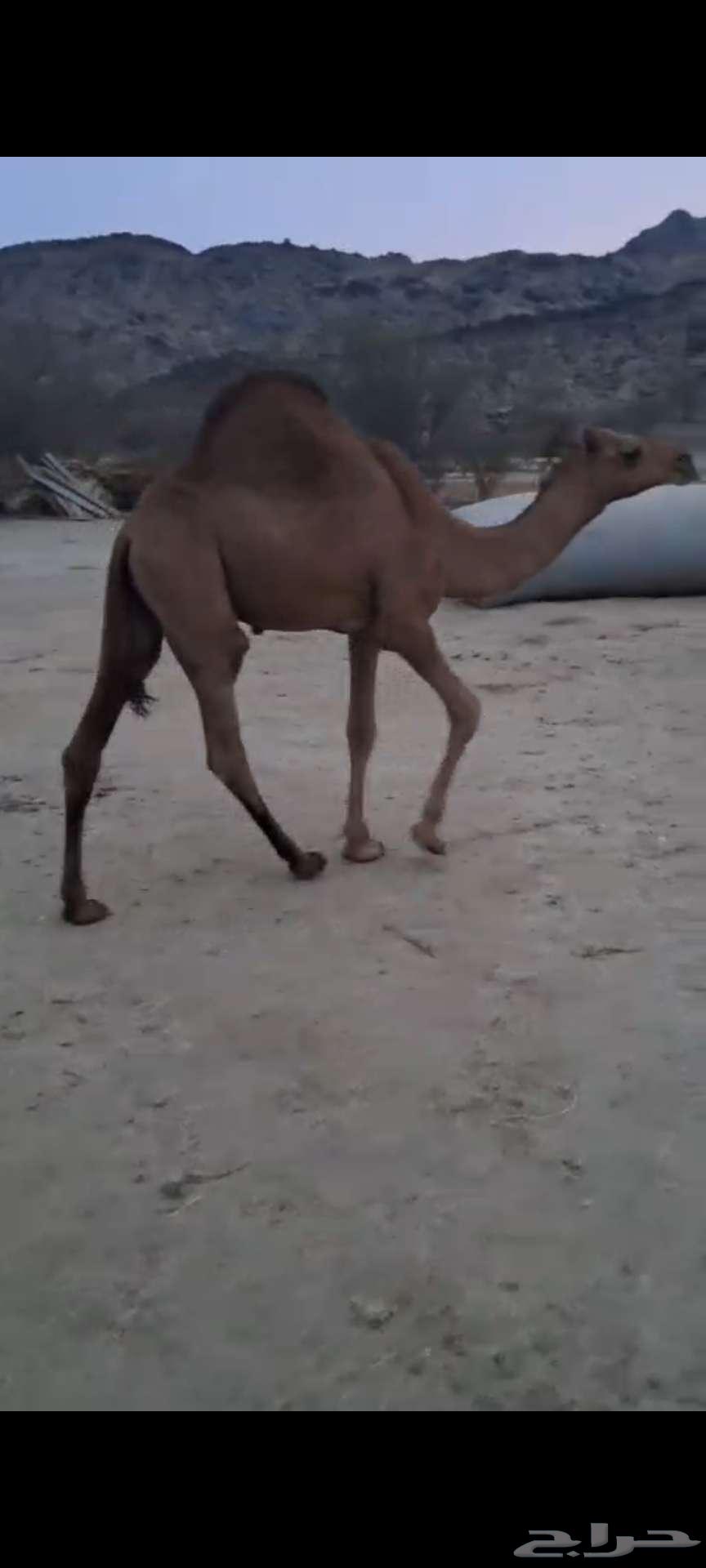 قعدان حشو سواحل سمان تم البيع64521111848321110