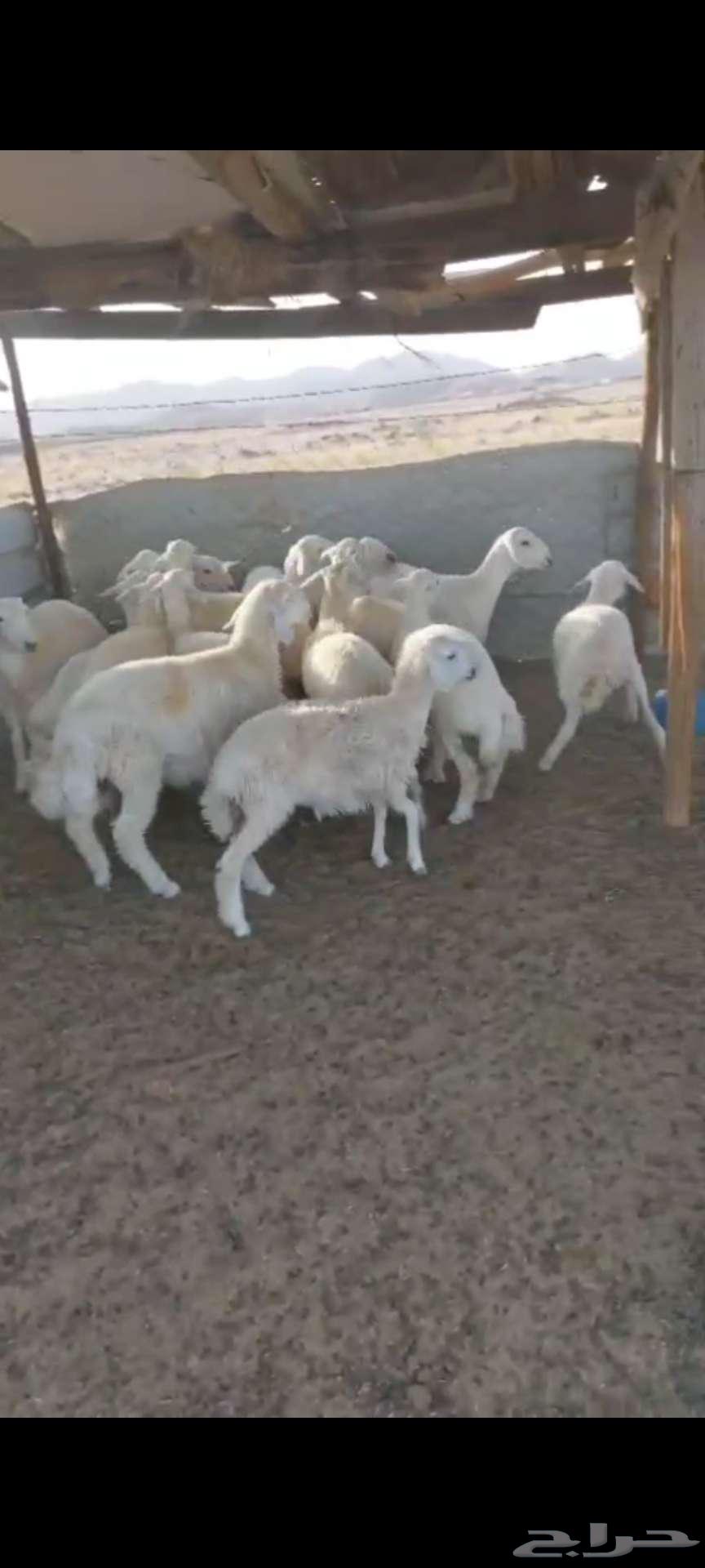 Rkhal. And Jafar and Tays64526106102914112