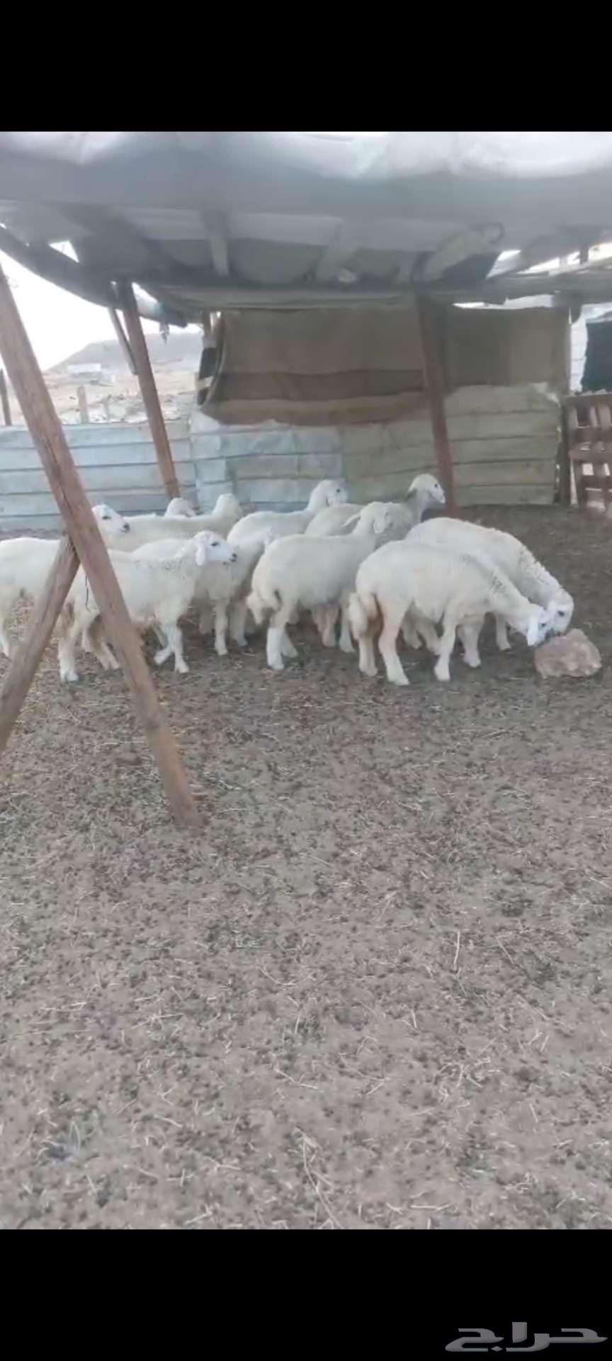 Rkhal. And Jafar and Tays64526106102914113