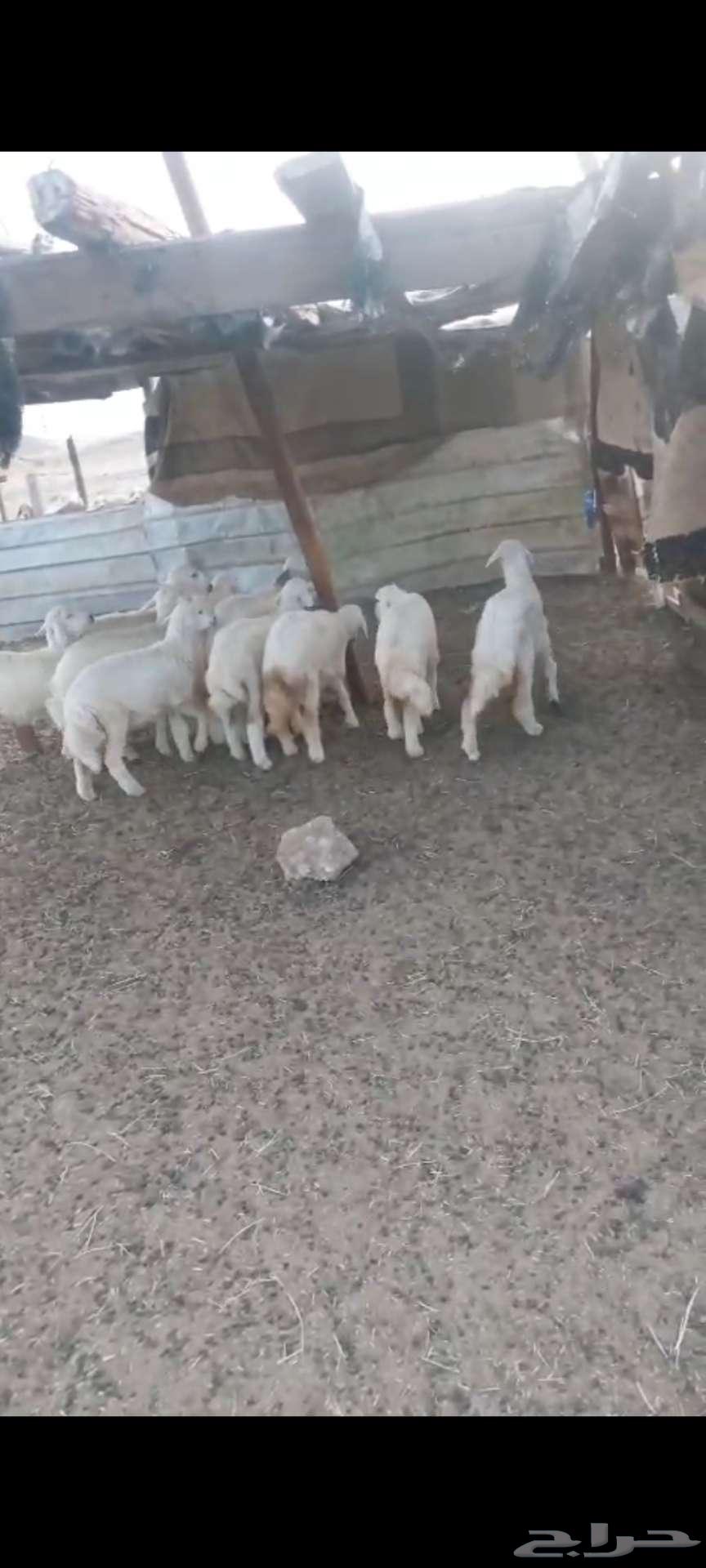 Rkhal. And Jafar and Tays64526106102914110