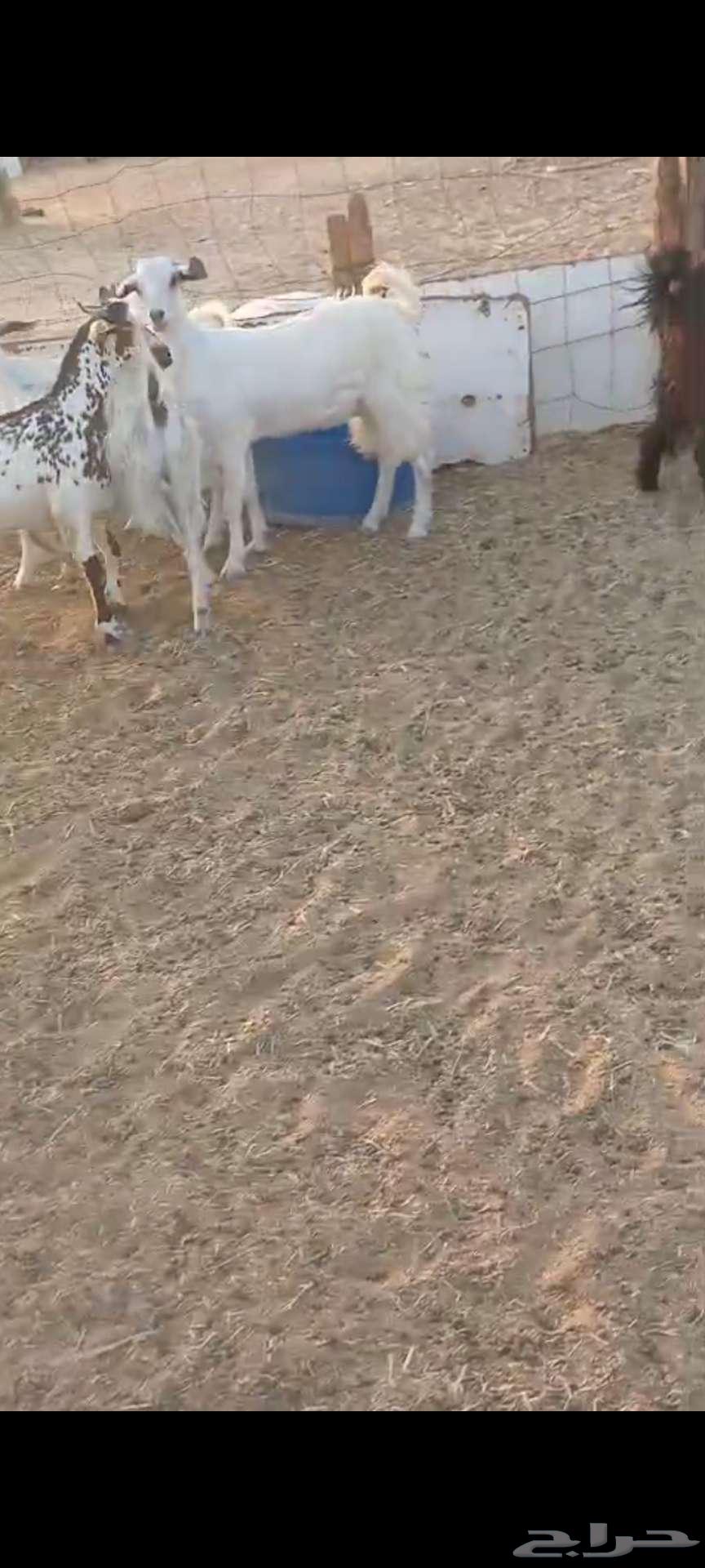 Rkhal. And Jafar and Tays64526106102914114