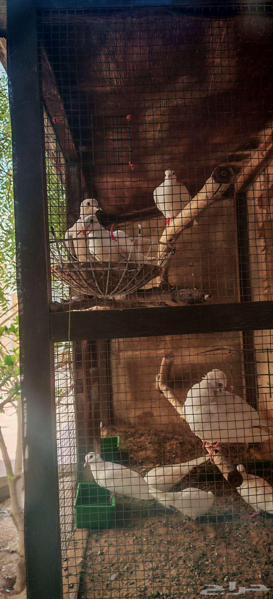 Hamam ya Kareem64521168763777111