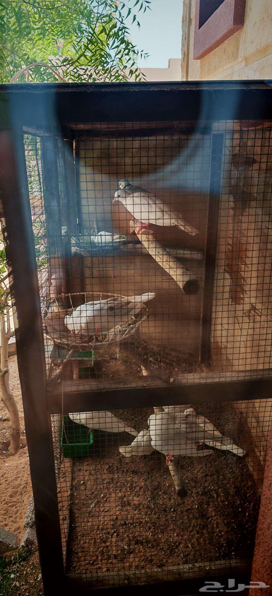 Hamam ya Kareem64521168763777110