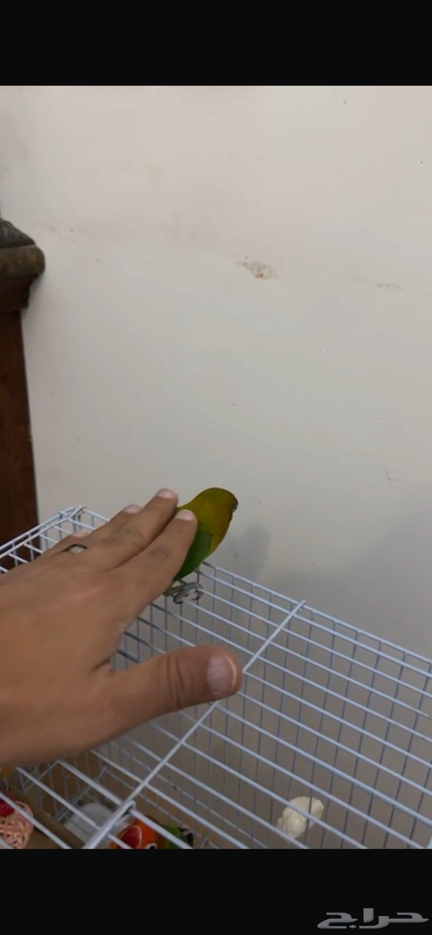 طير فيشر للبيع مع القفص64520261443075110