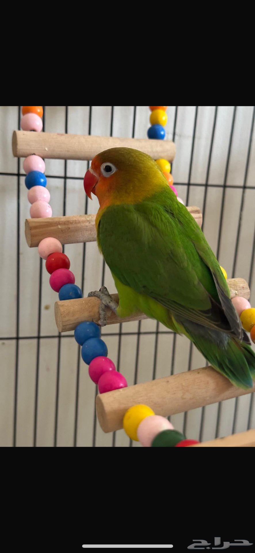 طير فيشر للبيع مع القفص64520261443075111