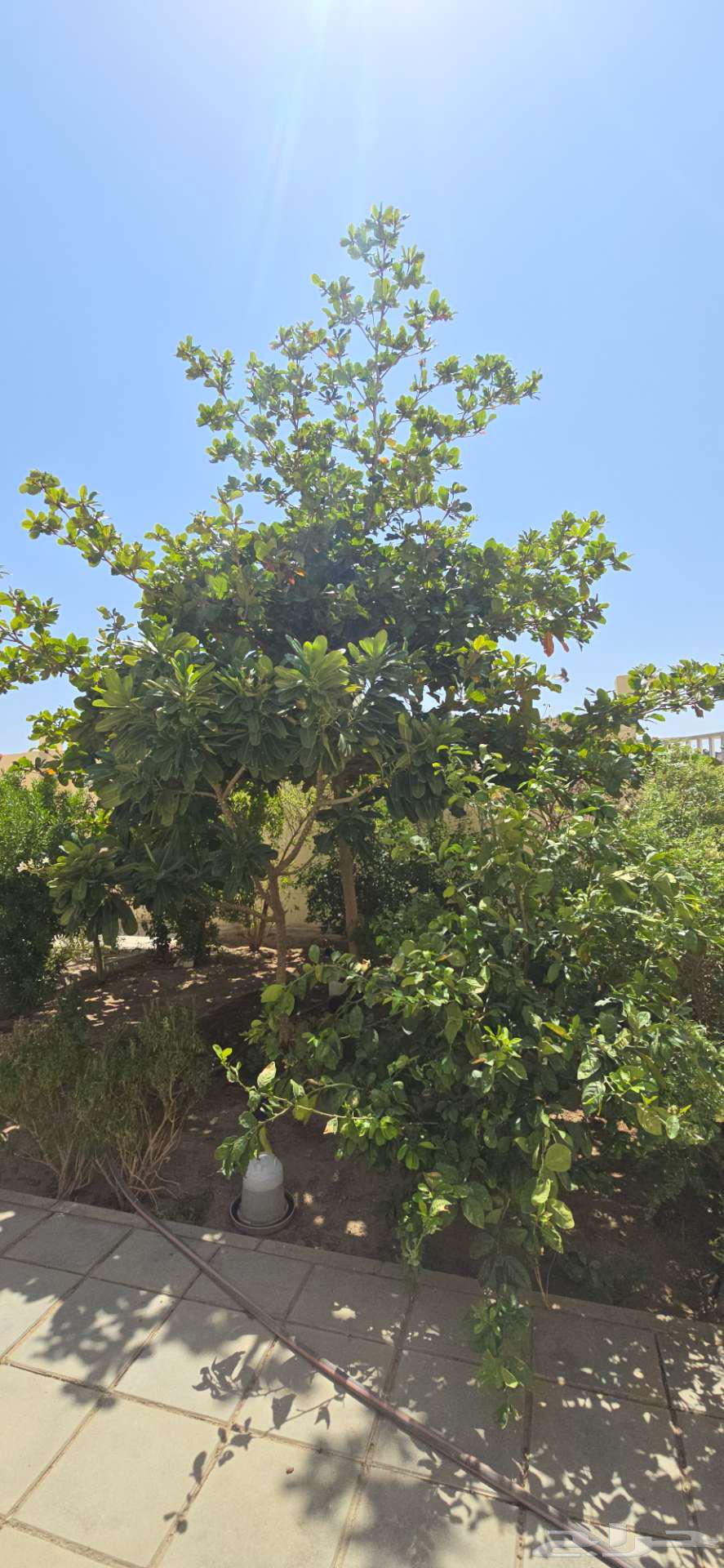 Almond tree with snow64521026166787110