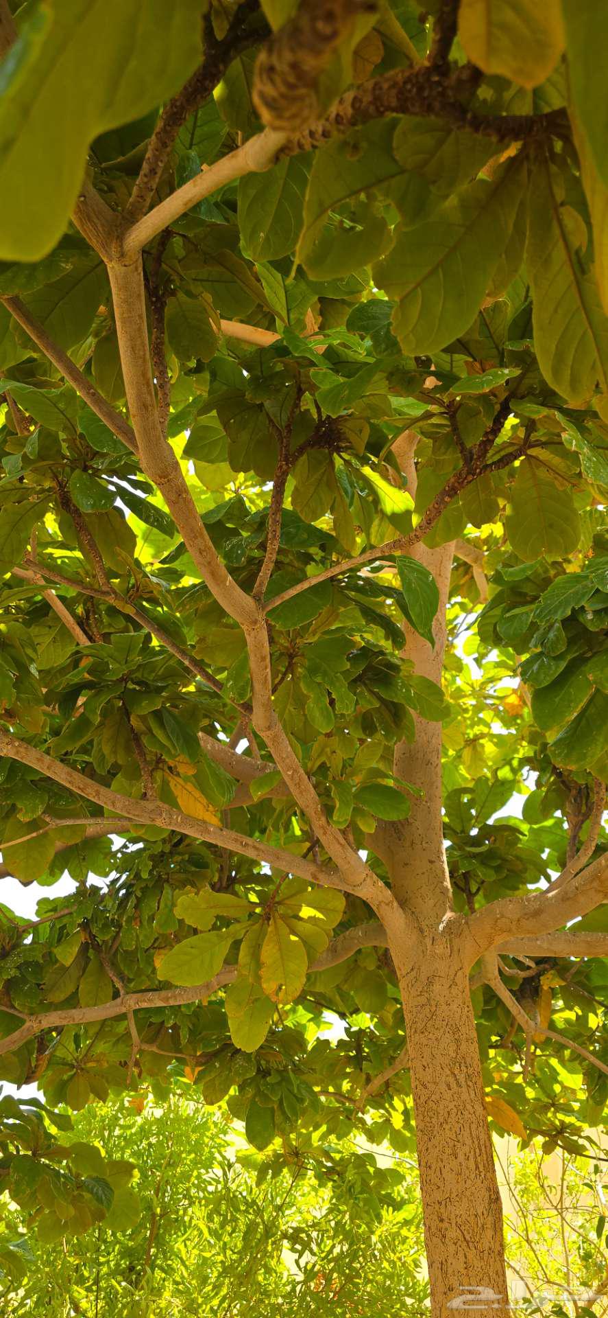 Almond tree with snow64521026166787111